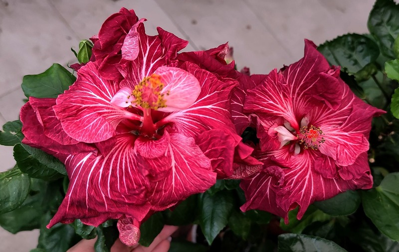 Gyönyörű saját nemesítésű hibiszkusz hibrid